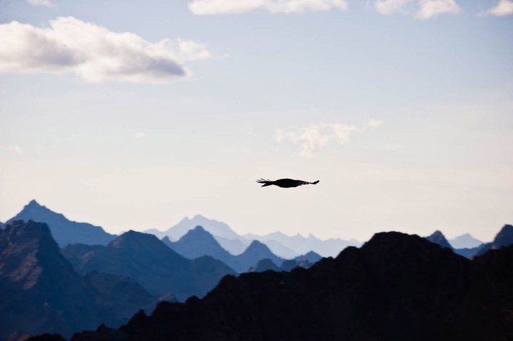 Vogel schwebt in der Luft. Im Hintergrund sind die Stubaier Berg.e